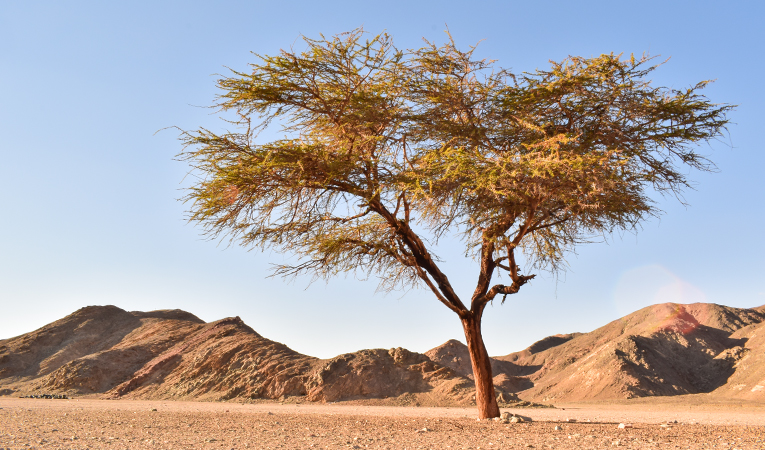 Acacia Tree Photo